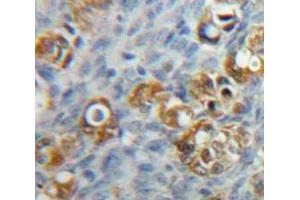 IHC-P analysis of Ovary tissue, with DAB staining. (F11R antibody  (AA 64-249))