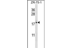 Western Blotting (WB) image for anti-Transition Protein 2 (During Histone To Protamine Replacement) (TNP2) (AA 88-116), (C-Term) antibody (ABIN656736)