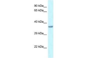 Western Blot showing Pitx1 antibody used at a concentration of 1. (PITX1 antibody  (Middle Region))