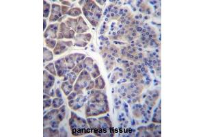 COPS7A Antibody (C-term) immunohistochemistry analysis in formalin fixed and paraffin embedded human pancreas tissue followed by peroxidase conjugation of the secondary antibody and DAB staining. (COPS7A antibody  (C-Term))