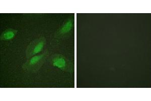 Peptide - +Immunofluorescence analysis of HeLa cells, using Akt (Ab-326) antibody. (AKT1 antibody)