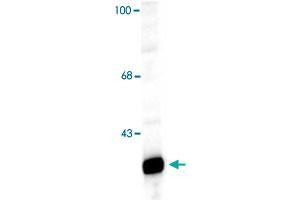 Western blot of a rat hippocampal lysate showing specific immunolabeling of the ~32k Ppp1r1b protein.