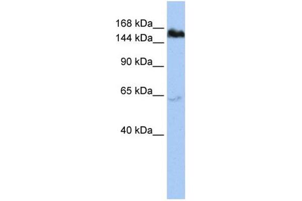 TNKS anticorps  (Middle Region)