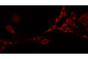 ABIN6277863 staining Hela by IF/ICC. (FLT3LG antibody  (C-Term))