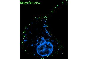 anti-Glutamate Receptor, Ionotropic, N-Methyl D-Aspartate 1 (GRIN1) (Extracellular), (N-Term) antibody