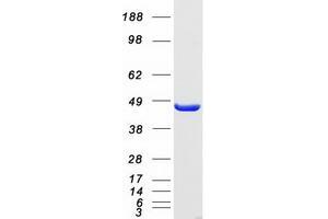 Western Blotting (WB) image for Eukaryotic Translation Initiation Factor 4A1 (EIF4A1) protein (Myc-DYKDDDDK Tag) (ABIN2720085)
