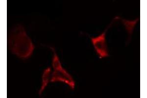 ABIN6274649 staining Hela cells by IF/ICC. (CYP2E1 antibody  (Internal Region))