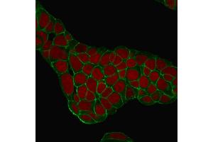 Confocal Immunofluorescence of MCF-7 cells EpCAM Mouse Monoclonal Antibody (EGP40/1384). (EpCAM antibody  (Extracellular Domain))