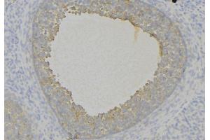 ABIN6276806 at 1/100 staining Human uterus tissue by IHC-P. (Decorin antibody  (Internal Region))