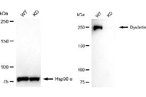 Western blotting analysis using dysferlin antibody (ABIN7798406).