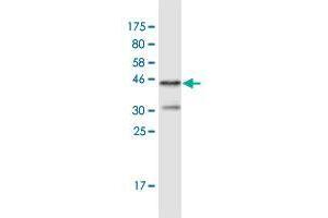 Western Blot detection against Immunogen (36. (FHOD1 antibody  (AA 2-99))