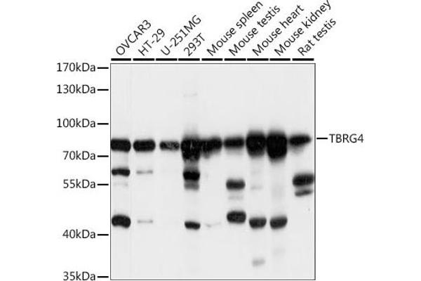 TBRG4 Antikörper  (AA 382-631)