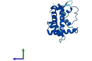 Protein Structure (PS) image for Ribosomal Protein S5 (RPS5) (AA 1-204) protein (His tag) (ABIN7556812)