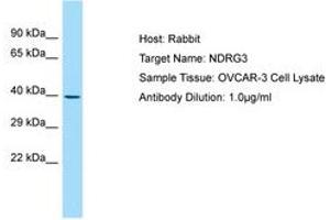 Image no. 1 for anti-NDRG Family Member 3 (NDRG3) (C-Term) antibody (ABIN6750001) (NDRG3 antibody  (C-Term))