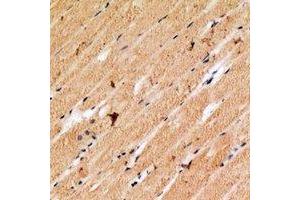 Immunohistochemical analysis of Cytochrome c staining in human skeletal muscle formalin fixed paraffin embedded tissue section. (Cytochrome C antibody  (N-Term))
