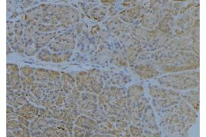ABIN6272846 at 1/100 staining Human pancreas tissue by IHC-P. (HLA-E antibody)