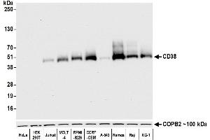 Western Blotting (WB) image for anti-CD38 (AA 43-300) antibody (ABIN7453961) (Recombinant CD38 antibody  (AA 43-300))