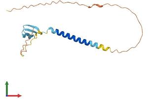 AlphaFold protein structure predicition of Human Recombinant TEX29 Protein, UniprotID Q8N6K0