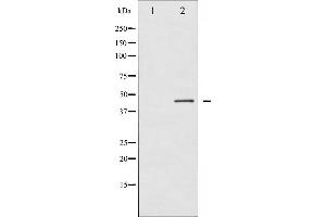 Western blot analysis of Connexin 43 phosphorylation expression in PMA treated K562 whole cell lysates,The lane on the left is treated with the antigen-specific peptide. (Connexin 43/GJA1 antibody  (pSer368))