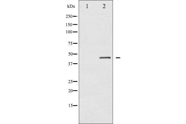 Connexin 43/GJA1 antibody  (pSer368)