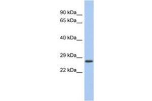 Image no. 1 for anti-VENT Homeobox (VENTX) (AA 71-120) antibody (ABIN6742617) (VENTX antibody  (AA 71-120))