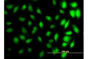 Image no. 4 for anti-Histone Cluster 1, H3d (HIST1H3D) (AA 1-61) antibody (ABIN1498666) (HIST1H3D antibody  (AA 1-61))