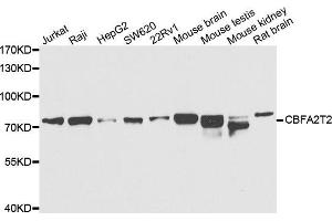 Western blot analysis of extracts of various cell lines, using CBFA2T2 antibody. (CBFA2T2 antibody)