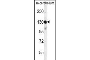 Western blot analysis of KIT Antibody  g in mouse cerebellum tissue lysates (35 μg/lane). (KIT antibody  (AA 680-711))