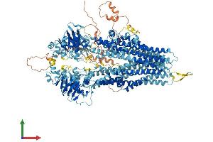AlphaFold protein structure predicition of Human Recombinant ABCC5 Protein, UniprotID O15440