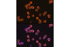 Immunofluorescence (IF) image for anti-Egf-Like Module Containing, Mucin-Like, Hormone Receptor-Like 1 (EMR1) (AA 21-290) antibody (ABIN3021858)