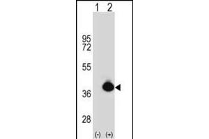 Western blot analysis of POLDIP2 (arrow) using rabbit polyclonal POLDIP2 Antibody (C-term) (ABIN391925 and ABIN2841735). (POLDIP2 antibody  (C-Term))