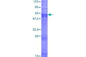 Olfactory Receptor, Family 2, Subfamily T, Member 4 (OR2T4) (AA 1-348) protein (GST tag)