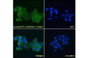 ABIN185354 Immunofluorescence analysis of paraformaldehyde fixed A431 cells, permeabilized with 0. (AKAP9 antibody  (C-Term))
