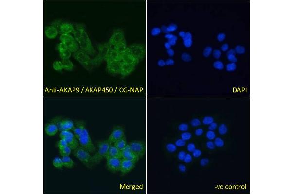 AKAP9 antibody  (C-Term)