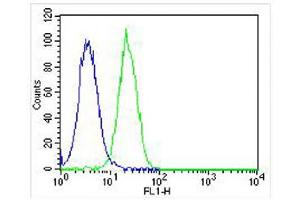 Overlay histogram showing Hela cells stained with (ABIN655895 and ABIN2845295) (green line). (DDIT3 antibody  (C-Term))