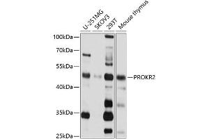 Western blot analysis of extracts of various cell lines, using PROKR2 antibody (ABIN3017073, ABIN3017074, ABIN3017075 and ABIN6219941) at 1:1000 dilution. (Prokineticin Receptor 2 antibody)