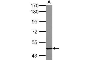 Western Blotting (WB) image for anti-Tandem C2 Domains, Nuclear (TC2N) (AA 1-147) antibody (ABIN1501338) (TC2N antibody  (AA 1-147))