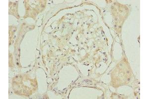 Immunohistochemistry of paraffin-embedded human kidney tissue using ABIN7154676 at dilution of 1:100 (GNG5 antibody  (AA 2-65))