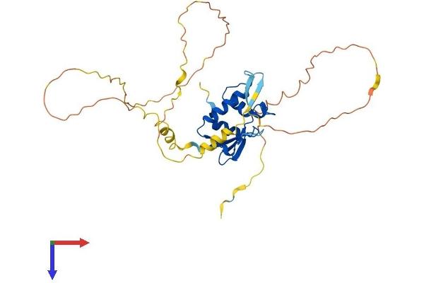 IRF1 Protein (AA 1-329) (His tag)
