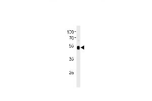 TP53 Antibody (C-term) (ABIN1882106 and ABIN2850436) western blot analysis in 293 cell line lysates (35 μg/lane). (p53 antibody  (AA 364-393))