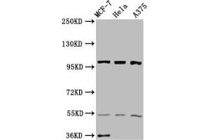 Western Blot Positive WB detected in: MCF-7 whole cell lysate, Hela whole cell lysate, A375 whole cell lysate All lanes: EIF3C antibody at 3. (EIF3C antibody  (AA 201-500))
