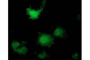 Anti-PNMT mouse monoclonal antibody (ABIN2454534) immunofluorescent staining of COS7 cells transiently transfected by pCMV6-ENTRY PNMT (RC206586). (PNMT antibody)