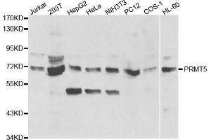 Western blot analysis of extracts of various cell lines, using PRMT5 antibody.