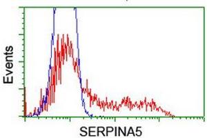 HEK293T cells transfected with either RC203599 overexpress plasmid (Red) or empty vector control plasmid (Blue) were immunostained by anti-SERPINA5 antibody (ABIN2455637), and then analyzed by flow cytometry. (SERPINA5 antibody)