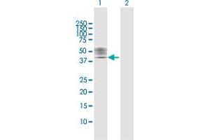 Western Blot analysis of P2RX1 expression in transfected 293T cell line by P2RX1 MaxPab polyclonal antibody. (P2RX1 antibody  (AA 1-399))