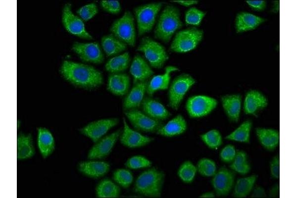 Caprin-1 antibody  (AA 573-703)
