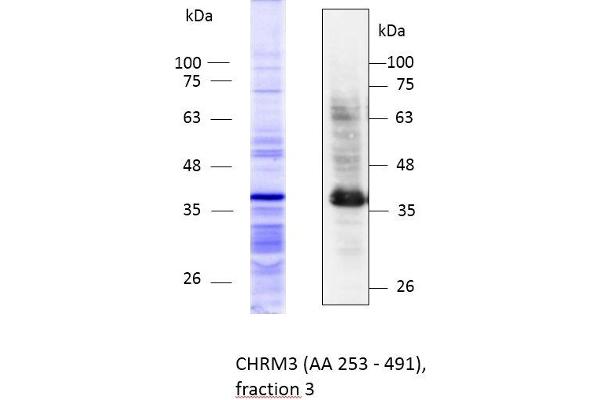 CHRM3 Protein (AA 253-491) (Strep Tag,His tag)