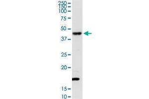 TXNDC4 MaxPab rabbit polyclonal antibody. (ERP44 antibody  (AA 1-406))