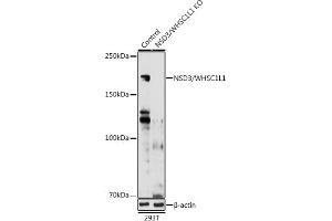 Western blot analysis of extracts from normal (control) and NSD3/WHSC1L1 knockout (KO) 293T cells, using NSD3/WHSC1L1 antibody (ABIN6130794, ABIN6150215, ABIN6150216 and ABIN6221225) at 1:1000 dilution. (WHSC1L1 antibody  (AA 1-270))