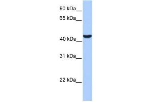 ABHD5 antibody used at 1 ug/ml to detect target protein. (ABHD5 antibody  (C-Term))